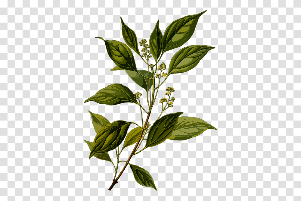 Imagem Gratis No Pixabay Cinnamomum Camphora Botanical, Green, Plant, Leaf, Flower Transparent Png