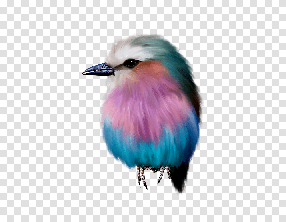 Imagen Azules, Beak, Bird, Animal, Bluebird Transparent Png