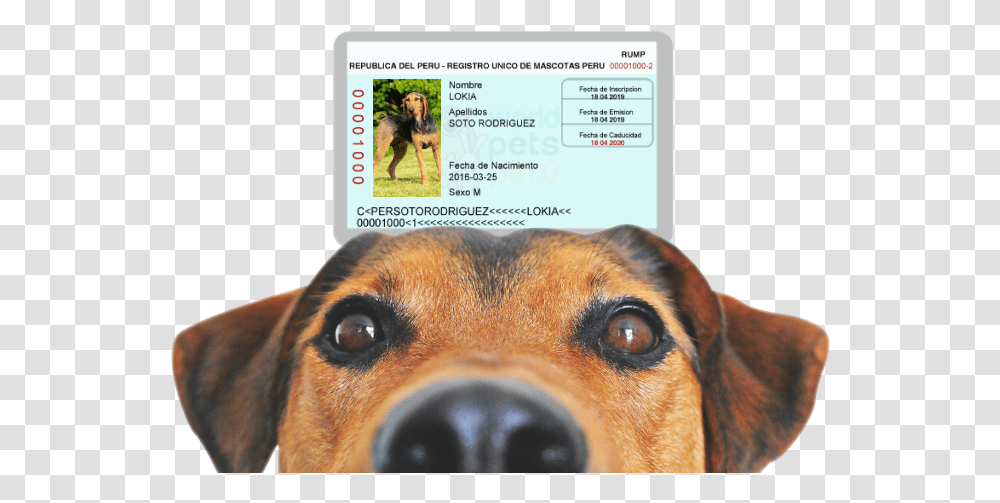 Imagen Banner Principal Dog Coming Soon Sign, Pet, Canine, Animal, Mammal Transparent Png