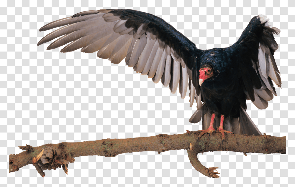 Imagen Birds, Vulture, Animal, Condor Transparent Png