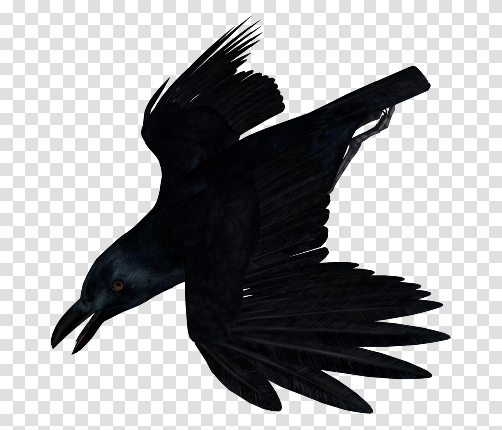 Imagen Cuervo Sin Fondo, Bird, Animal, Crow, Blackbird Transparent Png