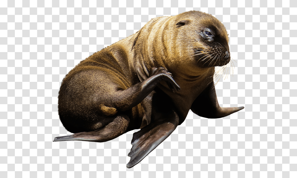 Imagen De Animales Marinos Sin Fondo, Sea Lion, Mammal, Sea Life, Seal Transparent Png
