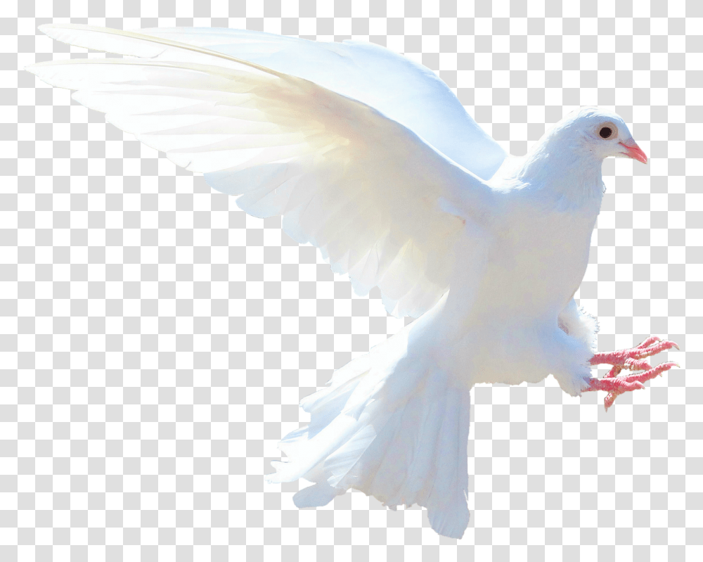Imagen De Paloma Blanca, Bird, Animal, Dove, Pigeon Transparent Png