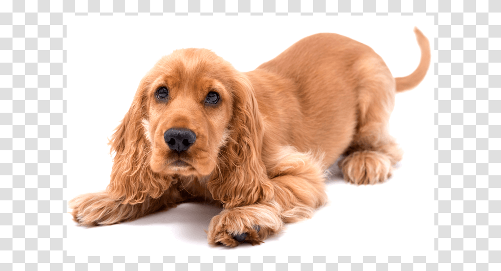 Imagen De Un Cachorro, Dog, Pet, Canine, Animal Transparent Png