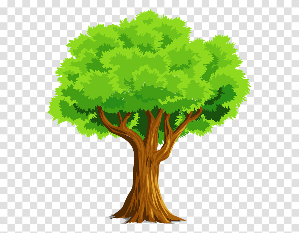 Imagen Gratis En, Tree, Plant, Vegetation, Tree Trunk Transparent Png
