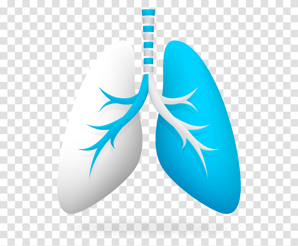 Imagen Pulmon En 3d Ways To Achieve Healthy Lung, Ornament, Pattern Transparent Png