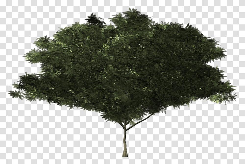 Imagenes Arbusto En, Tree, Plant, Leaf, Oak Transparent Png