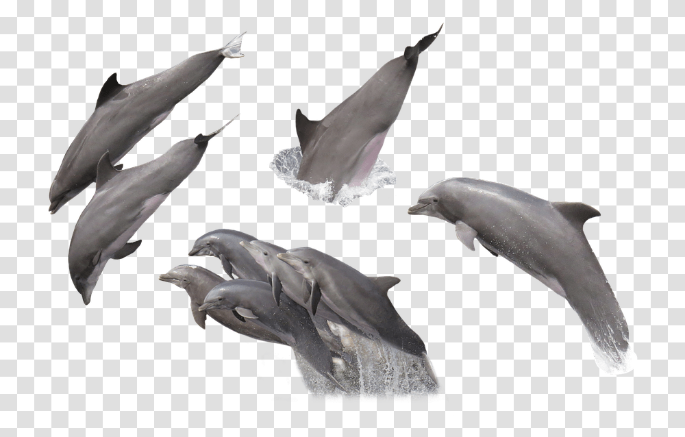 Imagenes De Delfines, Sea Life, Animal, Dolphin, Mammal Transparent Png