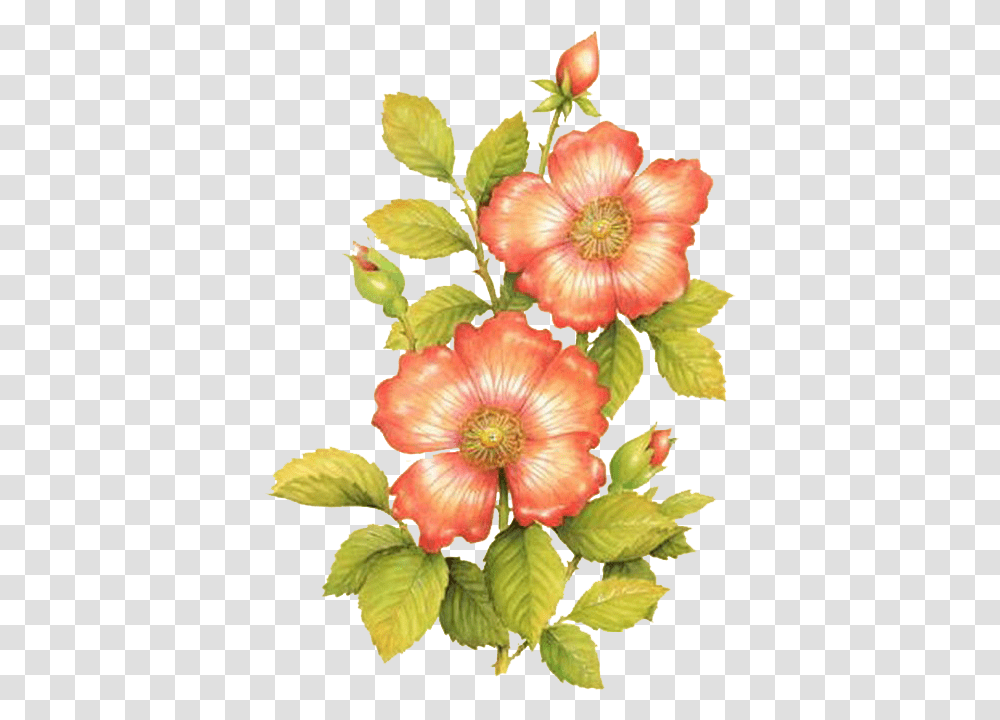 Imagenes De Flores Para Decoupage, Plant, Flower, Hibiscus, Floral Design Transparent Png