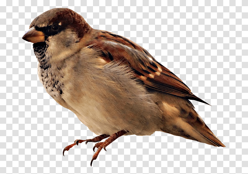 Imagenes De Pajaros En, Sparrow, Bird, Animal, Finch Transparent Png
