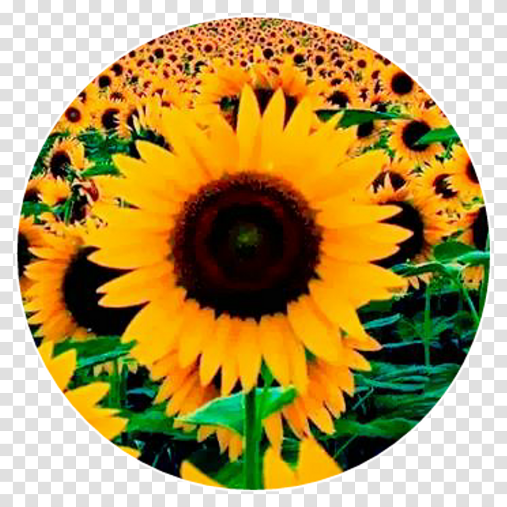 Imagenes Tumblr Para Fondo De Bloqueo, Plant, Flower, Sunflower Transparent Png