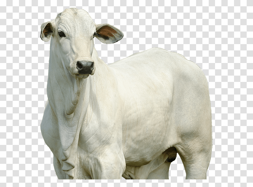 Imagens De Boi, Cattle, Mammal, Animal, Cow Transparent Png