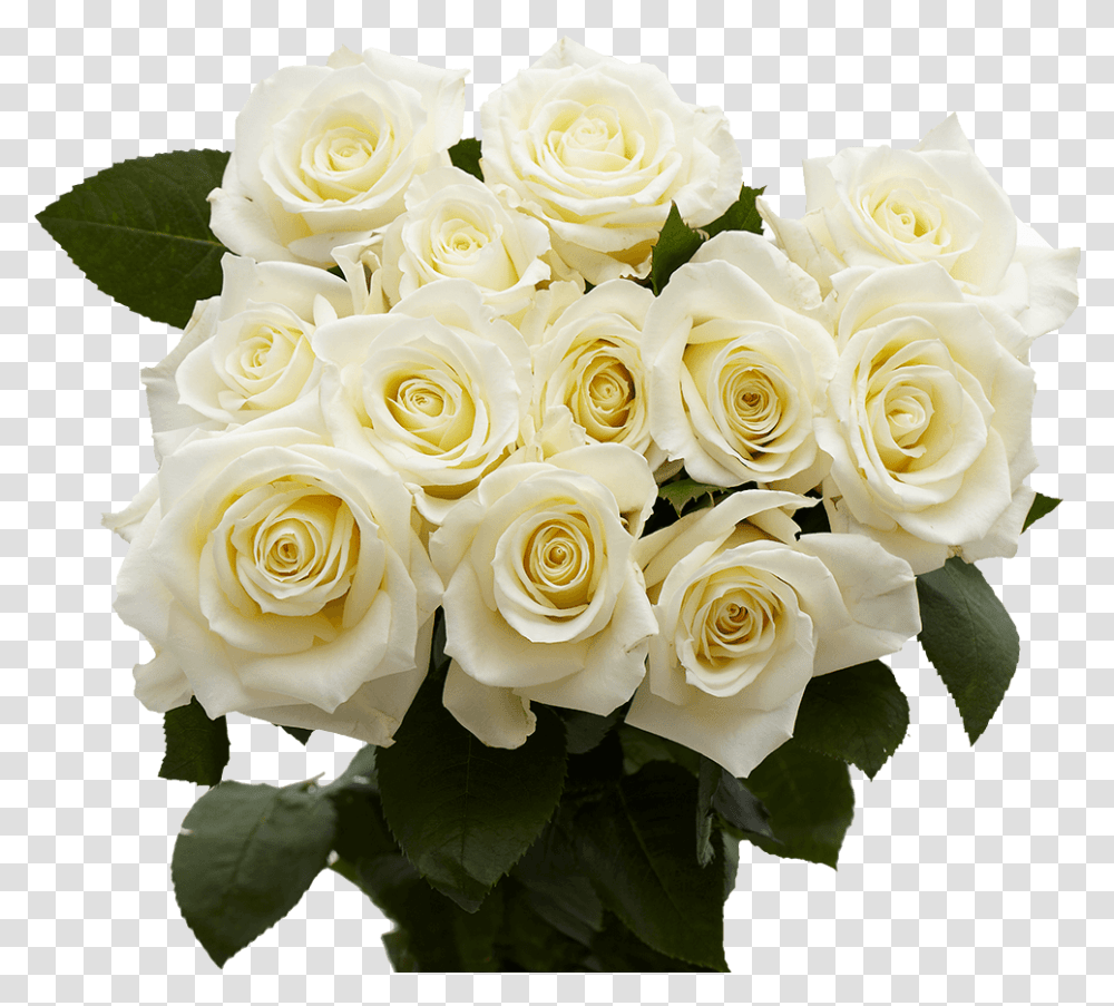 Imagens De Flores Magnificas, Plant, Rose, Flower, Blossom Transparent Png