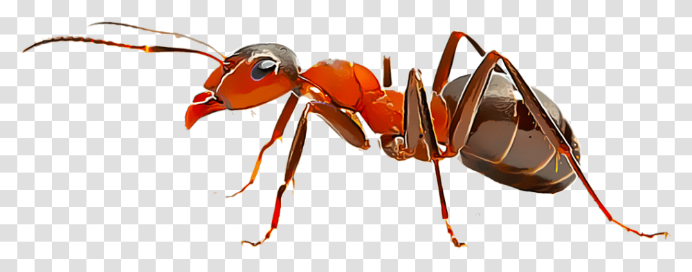 Imagens De Formiga, Ant, Insect, Invertebrate, Animal Transparent Png