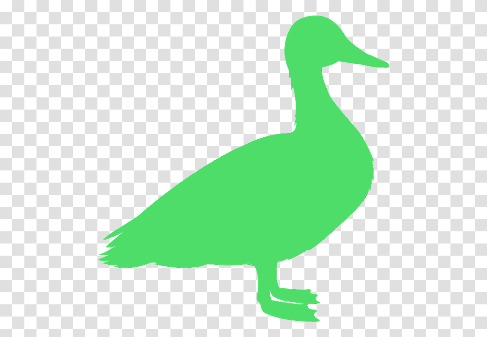 Imagens De Patinho Vermelho Para Imprimir, Animal, Bird, Duck, Person Transparent Png