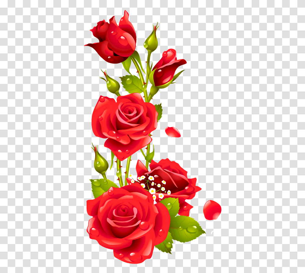Imagens De Rosas, Rose, Flower, Plant, Blossom Transparent Png