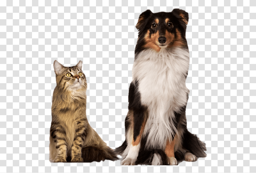 Imagens De Veterinarios Com Animais, Dog, Pet, Canine, Animal Transparent Png