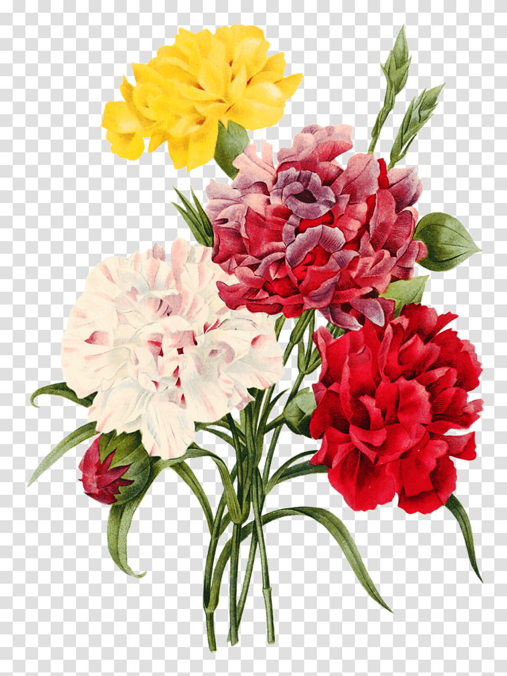 Imagens Flores Carnation Flower Illustration, Plant, Blossom, Geranium Transparent Png