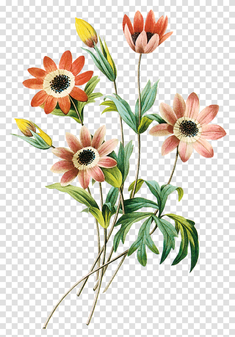 Imagens Flores Pencil Drawing Flower Images With Color, Plant, Floral Design Transparent Png