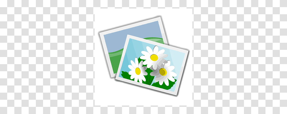 Images Plant, Flower, Daisy, Petal Transparent Png