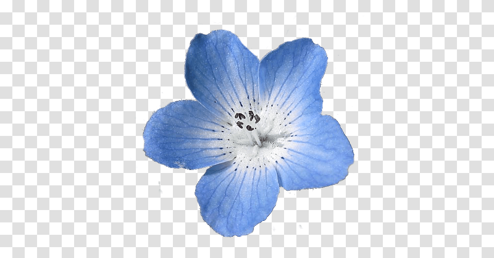 Images About Edit Blue Flower Background, Geranium, Plant, Blossom, Flax Transparent Png