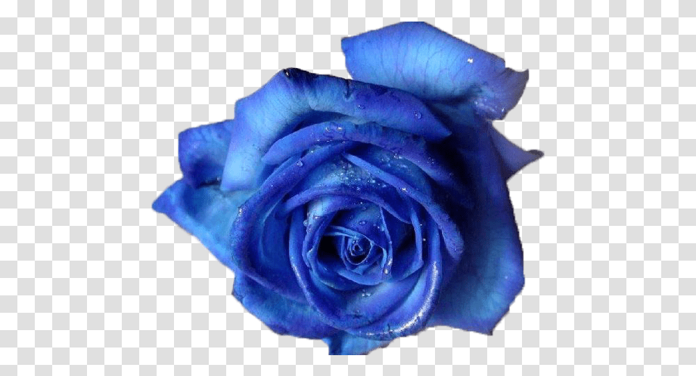 Images About Flower Blue Roses Background, Plant, Blossom, Petal Transparent Png