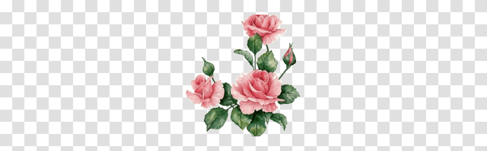 Images About Flower On We Heart It See More, Plant, Carnation, Blossom Transparent Png