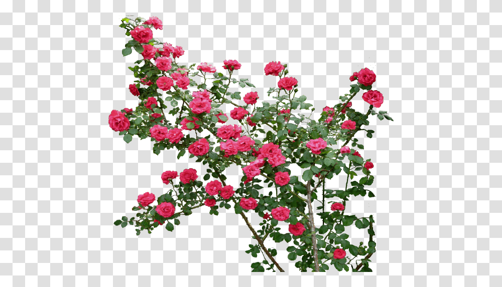 Images About Flower Rose Garden, Geranium, Plant, Blossom, Acanthaceae Transparent Png