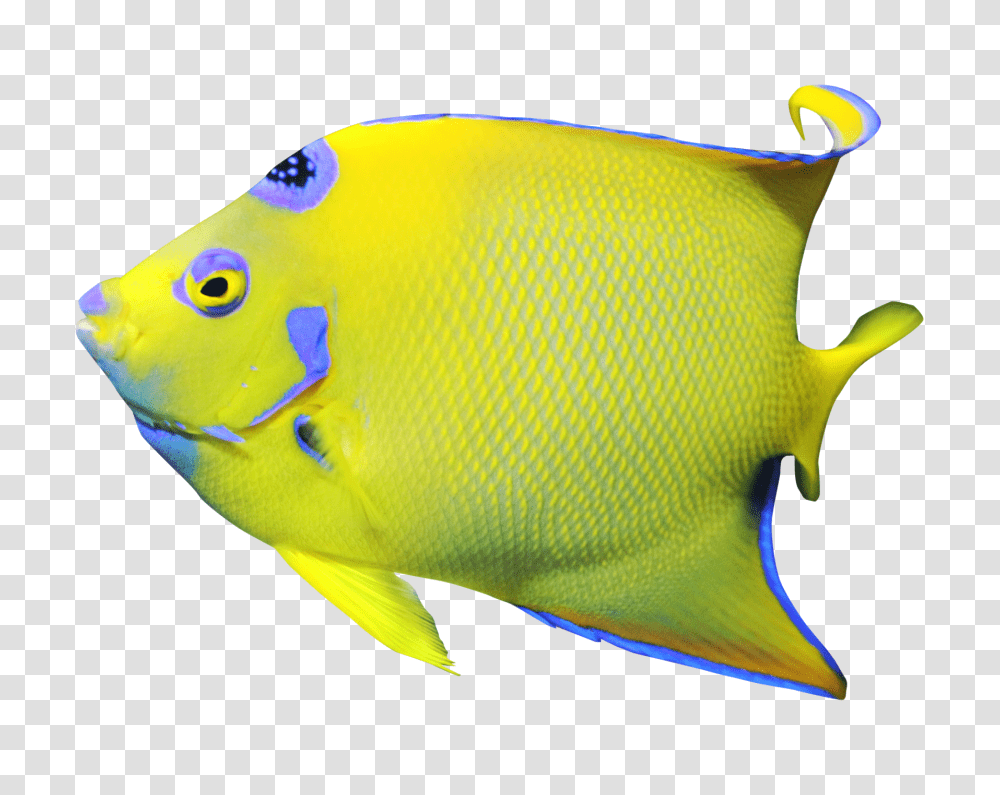 Images, Angelfish Image, Animals, Sea Life, Rock Beauty Transparent Png