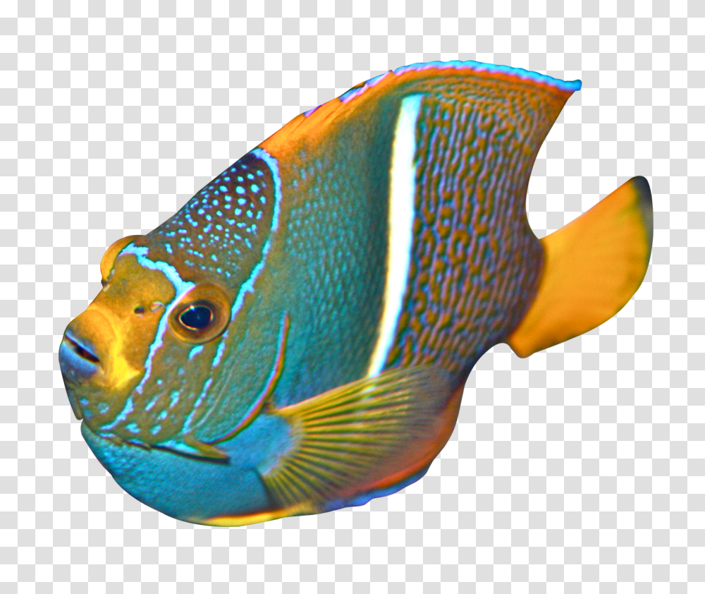 Images, Angelfish Image, Animals, Sea Life, Surgeonfish, Amphiprion Transparent Png