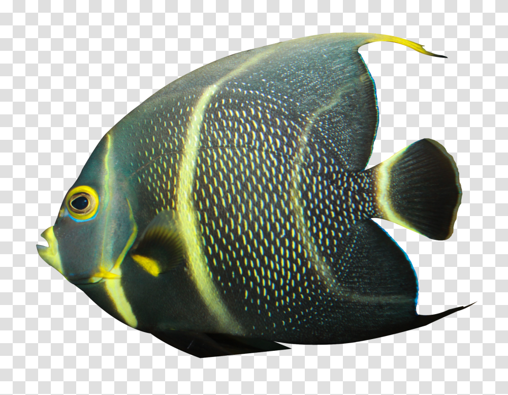 Images, Angelfish Image, Animals, Sea Life Transparent Png