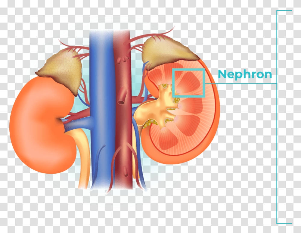 Images Are Shown The First Image Shows The Anatomy Both Kidneys, Sphere, Stomach, Cat, Pet Transparent Png