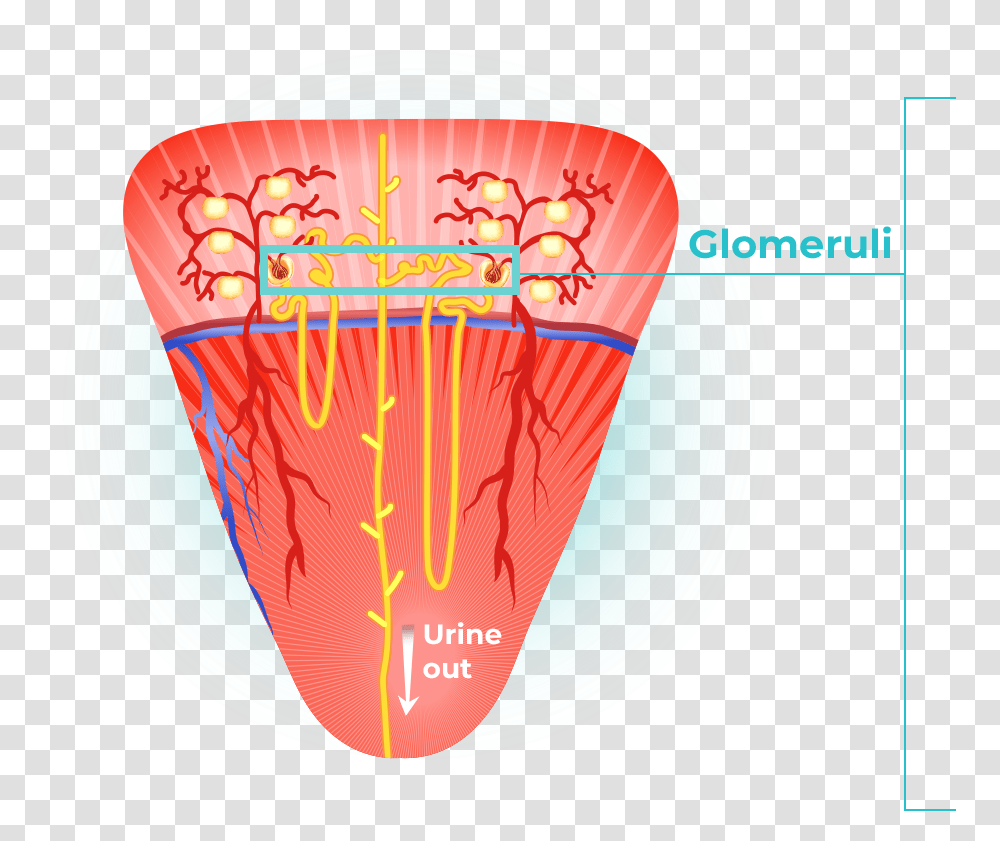 Images Are Shown The First Image Shows The Anatomy Illustration, Plot, Sphere, X-Ray, Light Transparent Png