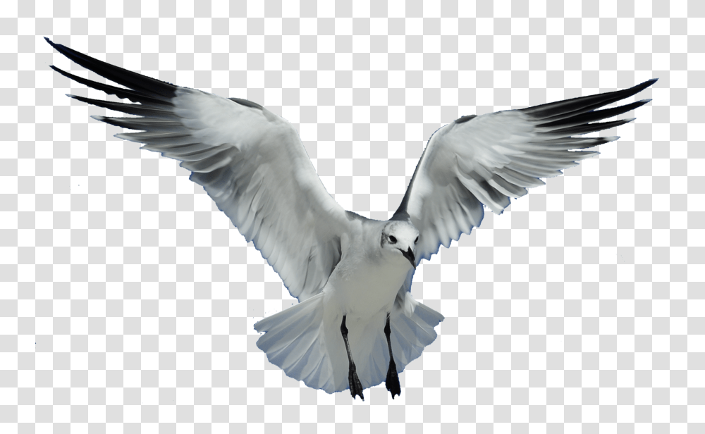 Images Background Background Flying Bird, Animal, Dove, Pigeon, Kite Bird Transparent Png