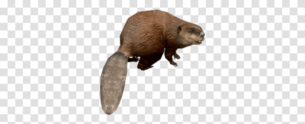 Images Background Beaver, Wildlife, Animal, Mammal, Hammer Transparent Png