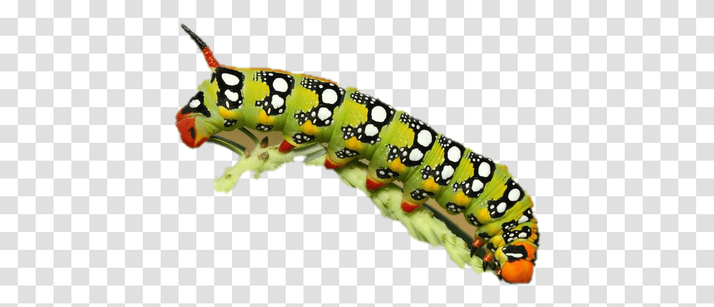 Images Background Caterpillar, Animal, Invertebrate, Toy, Worm Transparent Png