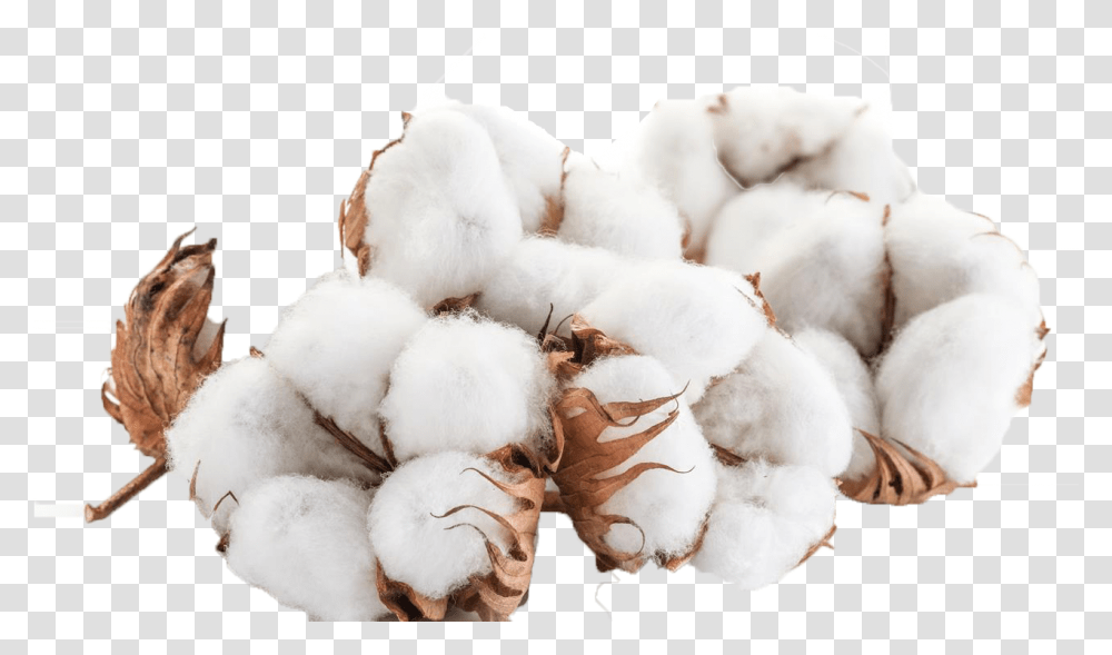 Images Background Cotton Transparent Png