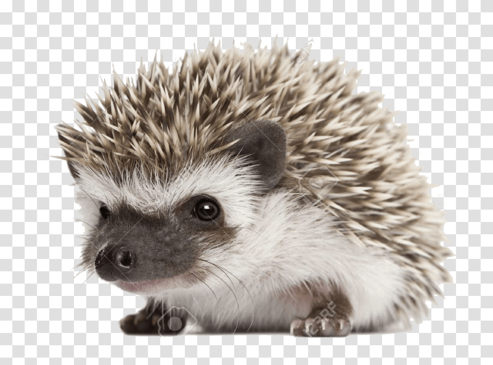 Images Background Cute Hedgehog Background, Mammal, Animal, Rat, Rodent Transparent Png