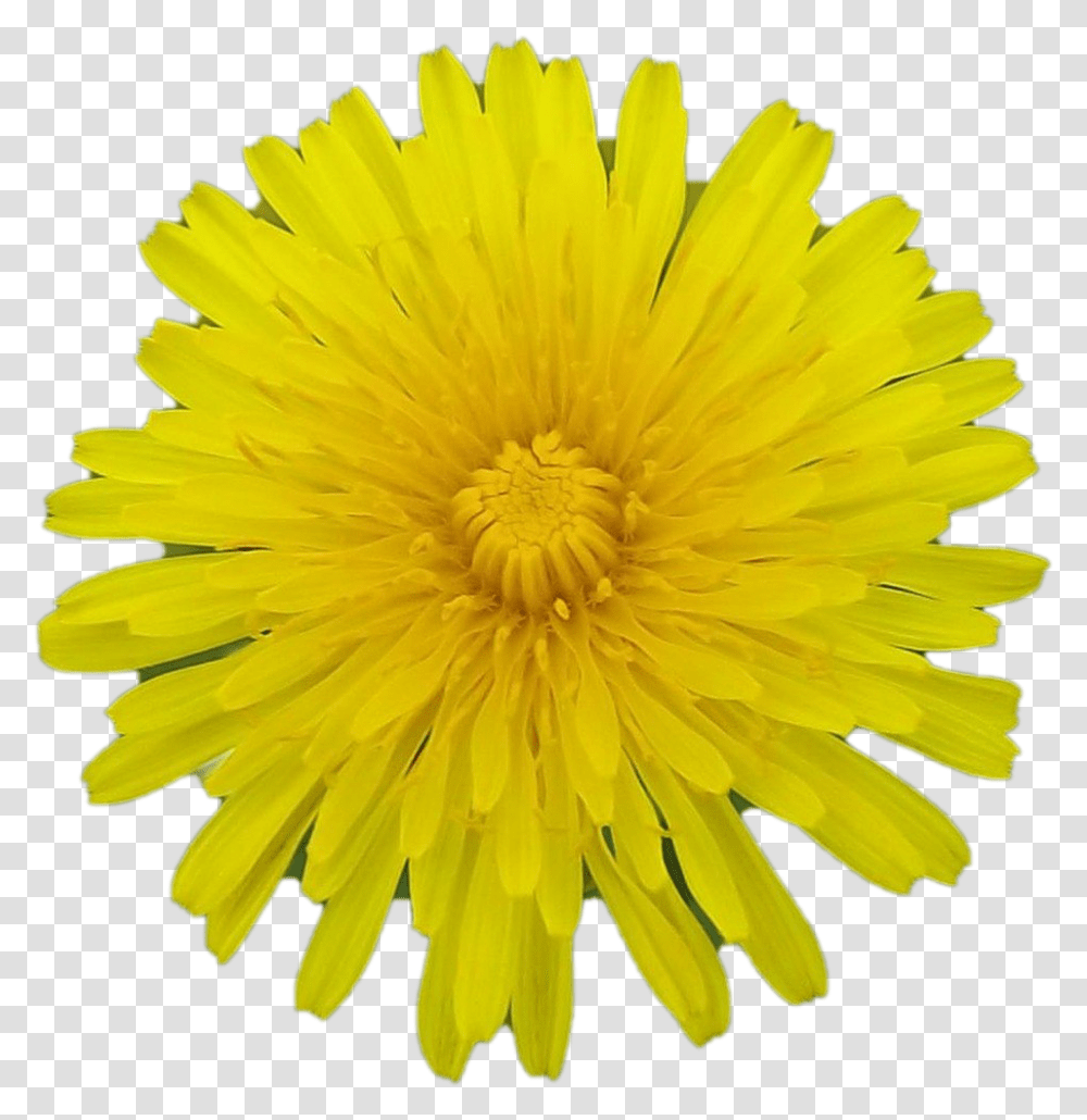 Images Background Facebook Certified Meme, Plant, Flower, Blossom, Dandelion Transparent Png