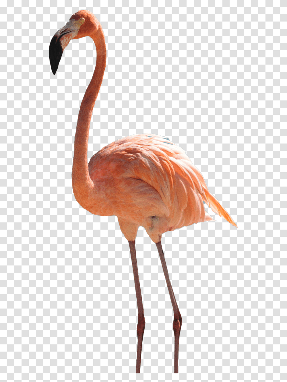 Images Background Flamingo, Bird, Animal Transparent Png