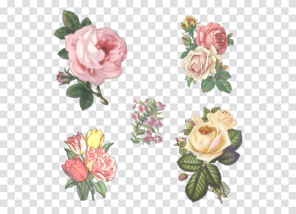 Images Background Flowers, Plant, Blossom, Rose, Carnation Transparent Png