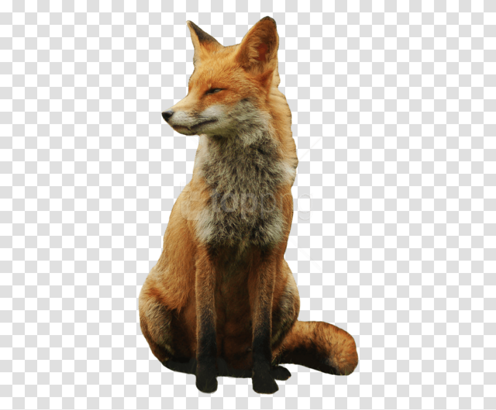 Images Background Fox, Wildlife, Mammal, Animal, Kit Fox Transparent Png