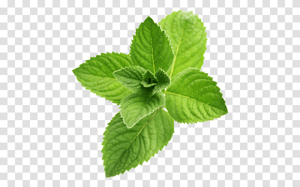 Images Background Mint Leaves Background, Plant, Potted Plant, Vase, Jar Transparent Png
