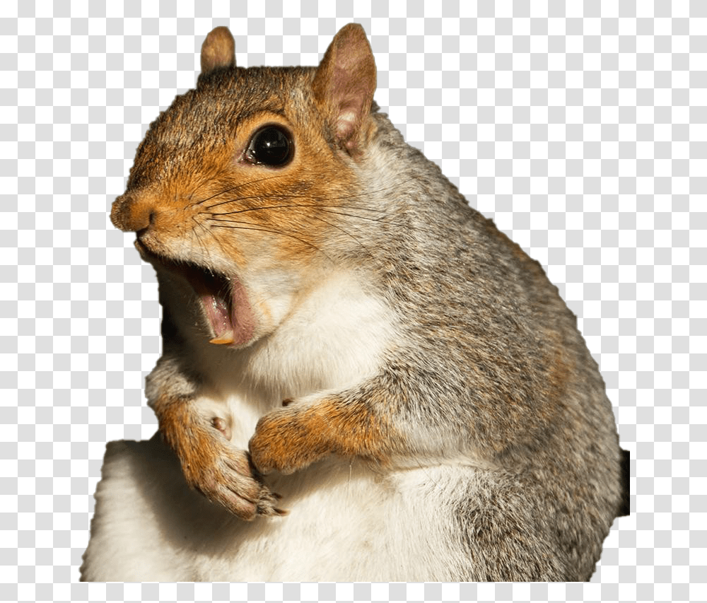 Images Background Squirrel Flora And Ulysses, Cat, Pet, Mammal, Animal Transparent Png