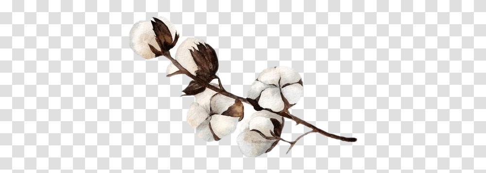 Images Background Watercolor Cotton Flower, Plant, Food Transparent Png