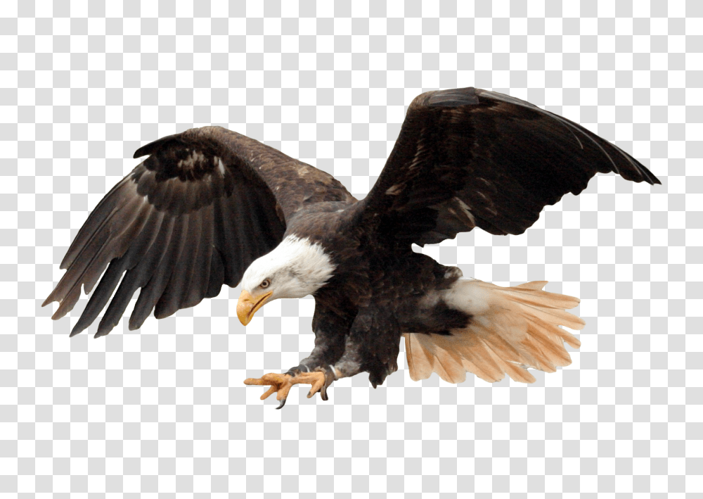 Images, Bald Eagle Image, Animals, Bird, Flying Transparent Png