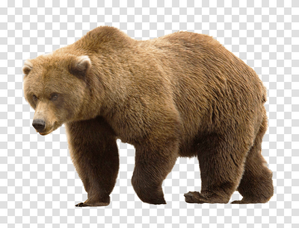 Images, Bear Image, Animals, Wildlife, Mammal, Brown Bear Transparent Png