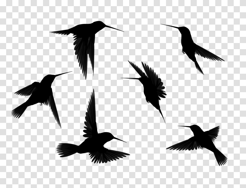 Images Bird Silhouette, Gray, World Of Warcraft Transparent Png