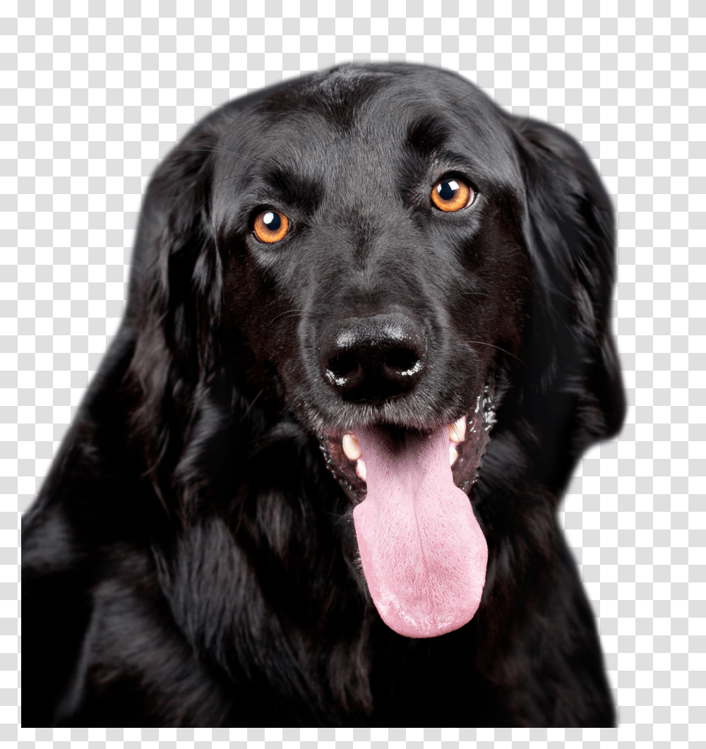 Images, Black Dog Image, Animals, Pet, Canine, Mammal Transparent Png