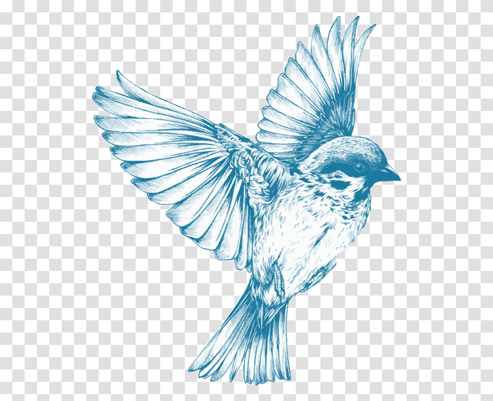 Images Blue Bird Drawing Flying, Animal, Jay, Chicken, Poultry Transparent Png